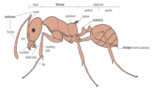 tratamente pentru combaterea furnicilor - Tratament comun cu furnică